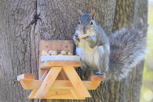 JuniorMaker Squirrel Feeder Picnic Table